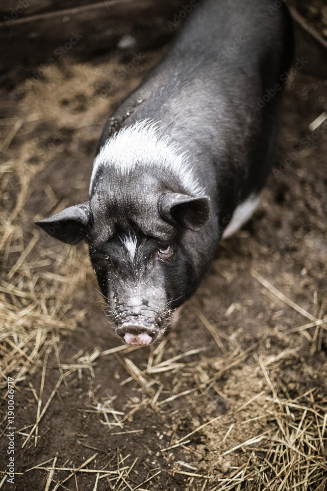 Black Vietnamese pigs on the farm Black Vietnamese pigs on the farm