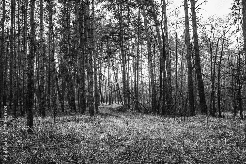 Naklejka premium Old road in the pine forest in autumn time. Monochrome photo.
