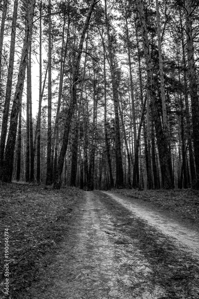 Fototapeta premium Old road in the pine forest in autumn time. Monochrome photo.