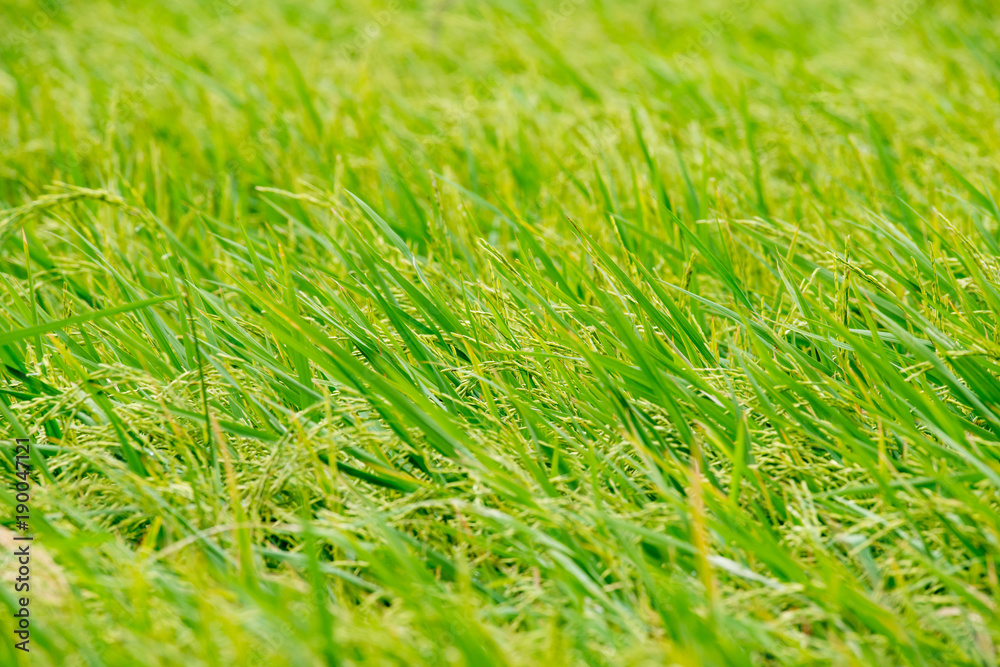 close up rice field background close up rice field background