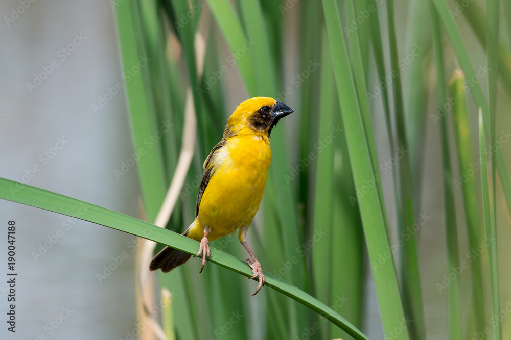 Obraz premium Asian golden weaver