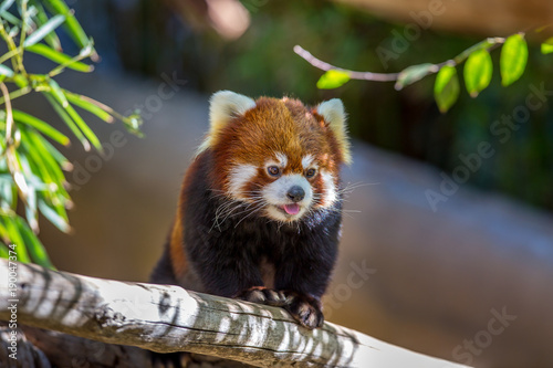 Red Panda walking on a branch