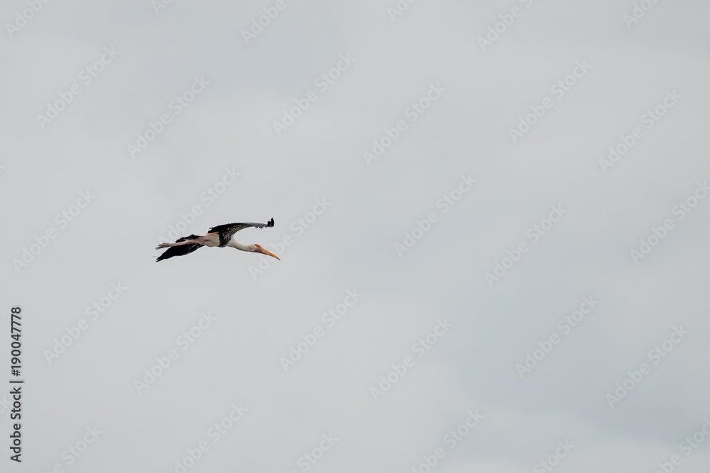 The painted stork is a large wader in the stork family. It is found in the wetlands of the plains of tropical Asia south of the Himalayas in the Indian Subcontinent and extending into Southeast Asia. The painted stork is a large wader in the stork family. It is found in the wetlands of the plains of tropical Asia south of the Himalayas in the Indian Subcontinent and extending into Southeast Asia.