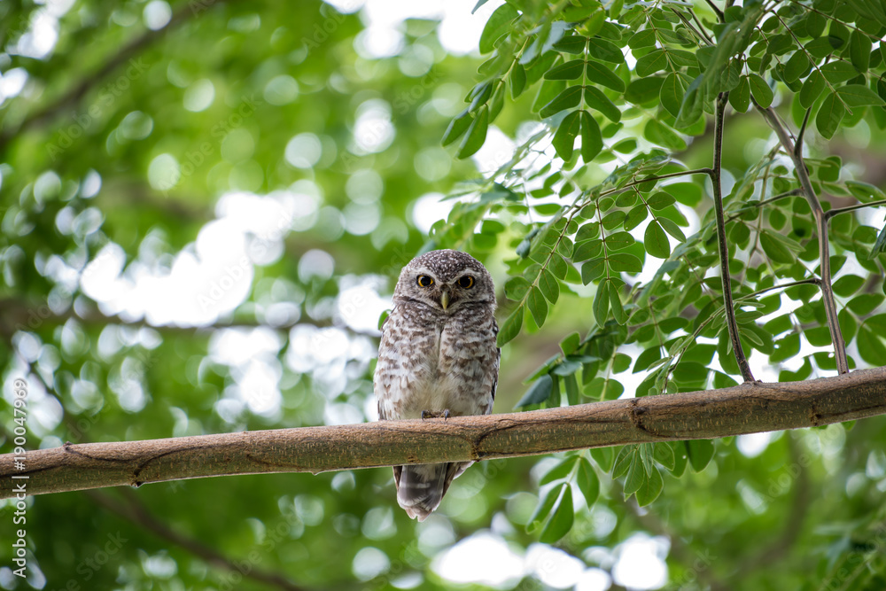 The spotted owlet or Athene brama is a small owl which breeds in tropical Asia from mainland India to Southeast Asia. The spotted owlet or Athene brama is a small owl which breeds in tropical Asia from mainland India to Southeast Asia.