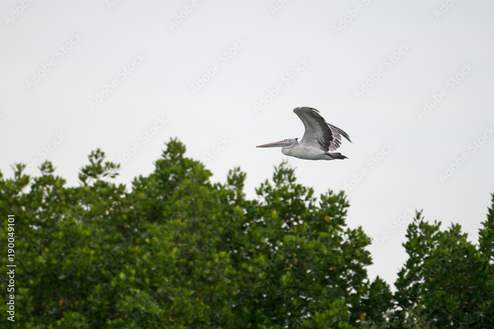The spot-billed pelican or grey pelican (Pelecanus philippensis) is a member of the pelican family. It breeds in southern Asia. The spot-billed pelican or grey pelican (Pelecanus philippensis) is a member of the pelican family. It breeds in southern Asia.