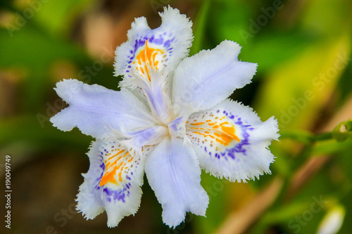Canvastavla シャガ