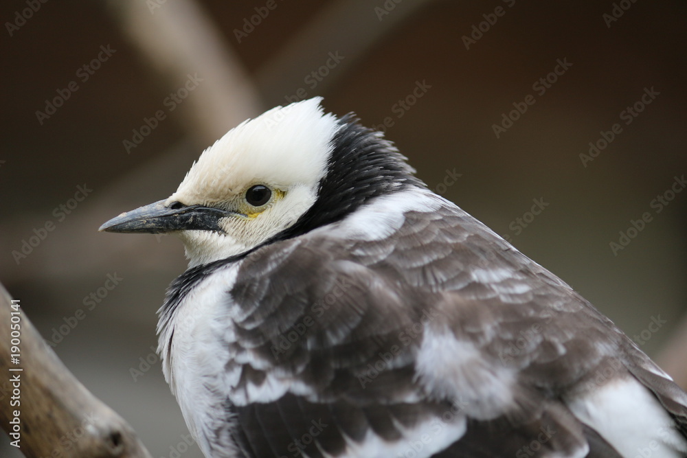 Cute animal world Cute animal world