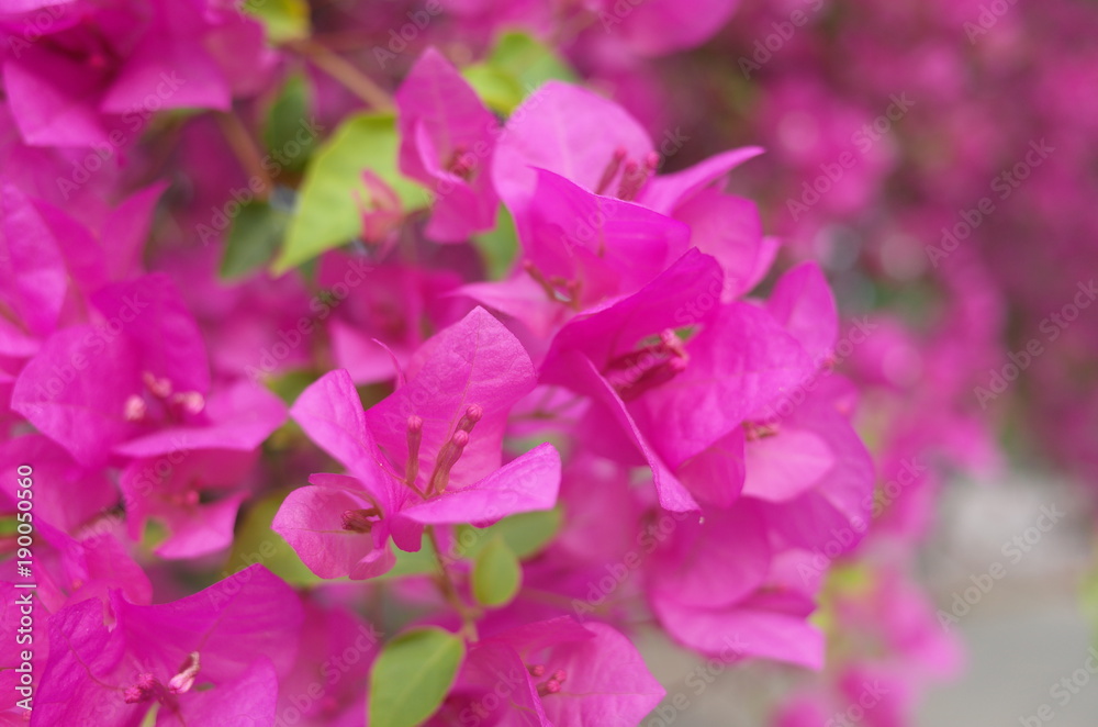 Bougainvillea