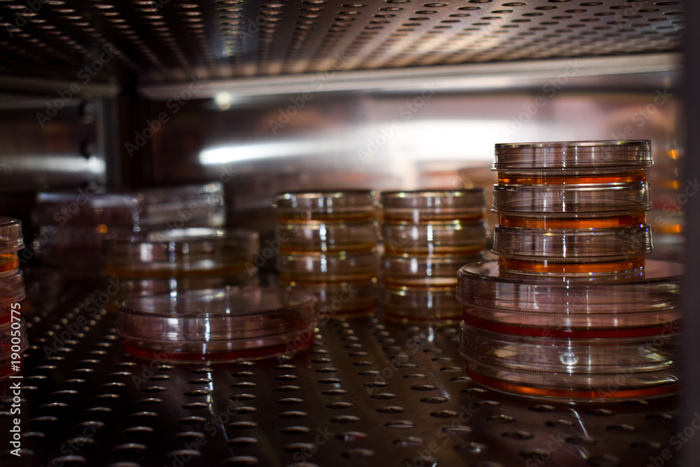 Cell petri dishes in a incubator StockFoto Adobe Stock