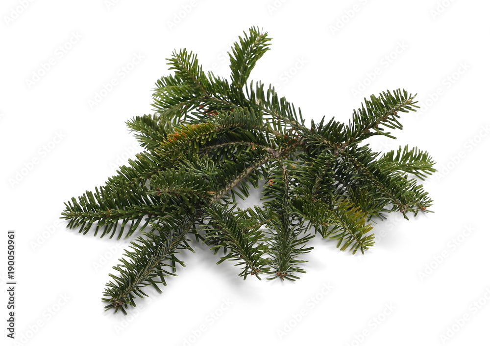 Pine branch isolated on white background Pine branch isolated on white background