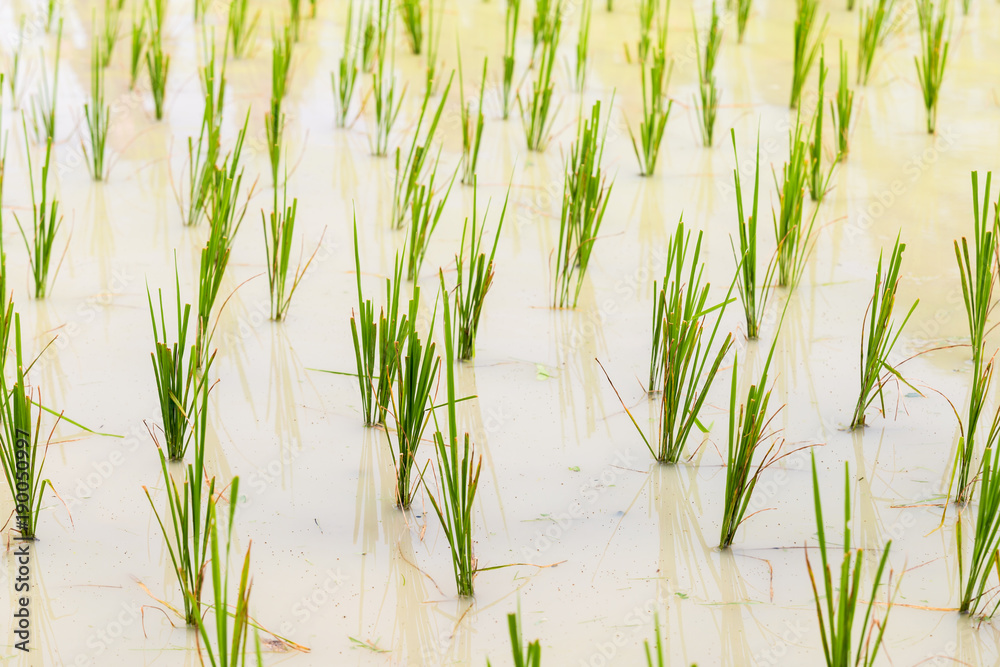 Obraz premium Rice seedlings in the Rice fields. Rice growing in the field