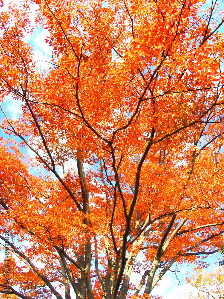 紅葉の欅 紅葉の欅