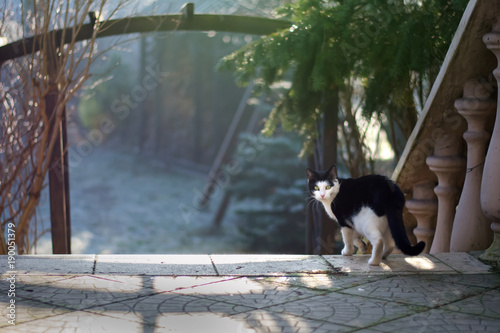 Cute, young, black and white kitten standing on a deck, looking straight into the camera, winter garden in background