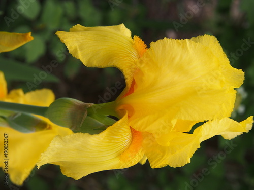 Fototapeta Naklejka Na Ścianę i Meble -  Iris flower with yellow intense color, blooming in spring in the home garden.