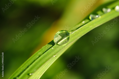 Water dropplet on grass