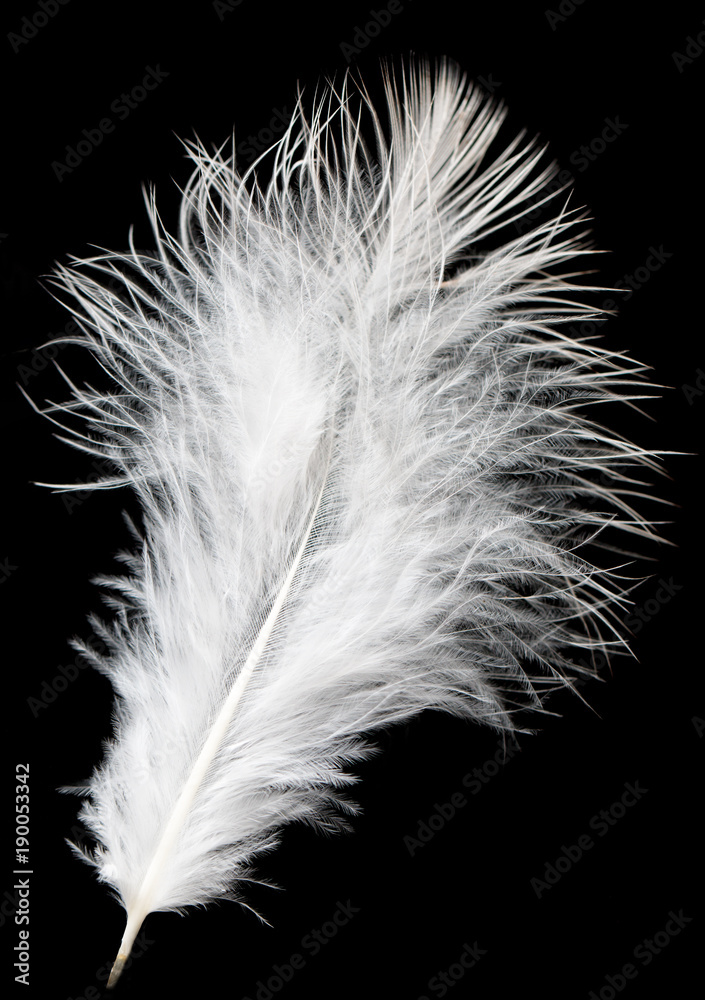 Obraz premium white feather on a black background