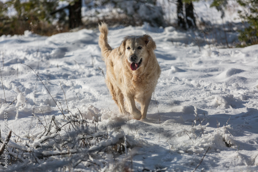 Retriever in winter forest Retriever in winter forest