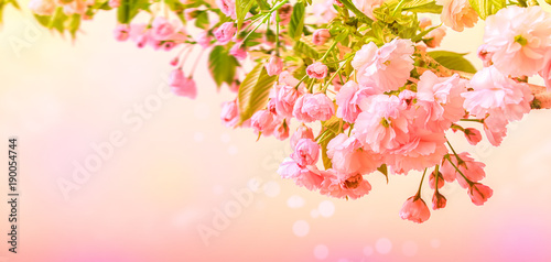 Sakura flower cherry blossom. © tainar