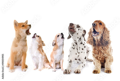 group of dogs howling