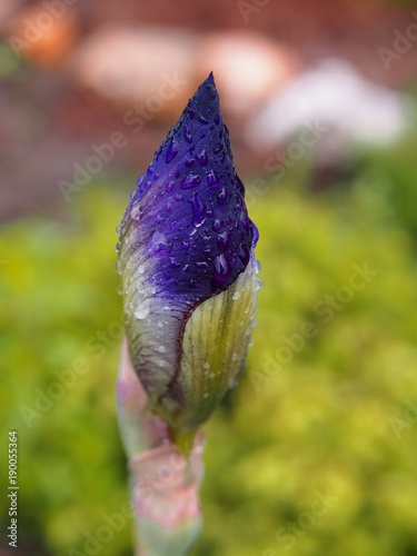 Fototapeta Naklejka Na Ścianę i Meble -  Purple iris, a high flower blooming in spring in the home garden.
