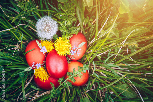 Red easter eggs on the grass with flowers and blowballs, naturally colored easter eggs with onion husks. Happy Easter, Christian religious holiday.