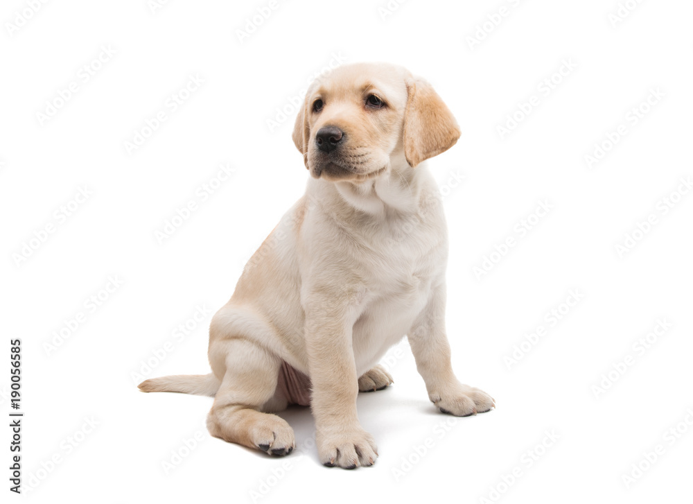 puppy labrador isolated