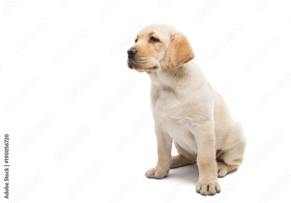 puppy labrador isolated puppy labrador isolated