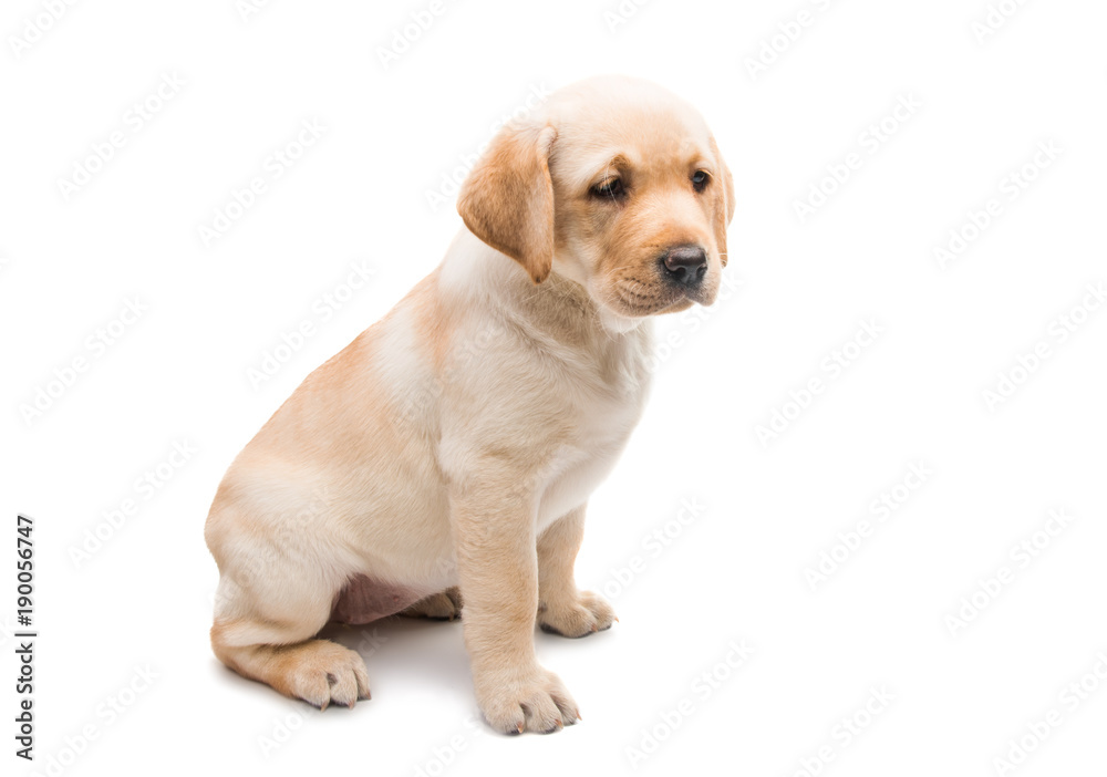 puppy labrador isolated