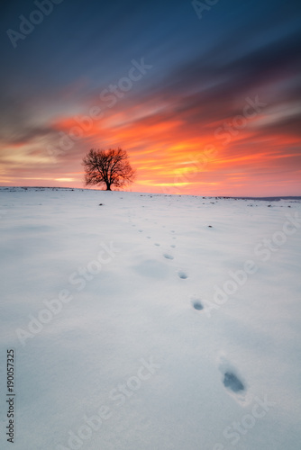 An image of alone tree in a field at sunset, winter season