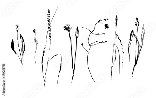 Set of hand drawn brush paint weed field herbs and flowers. Grunge style elements painted by ink. Black isolated vector on white background.
