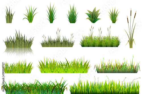 Grass vector grassland or grassplot and green grassy field illustration gardening set floral plants in garden isolated on white background