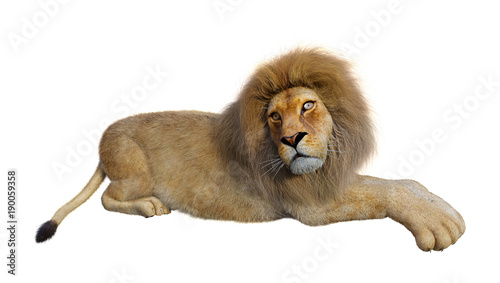 Fototapeta Naklejka Na Ścianę i Meble -  3D Rendering Male Lion on White