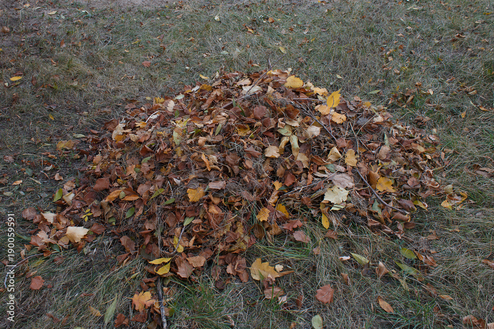 Pile of fallen autumn leaves Pile of fallen autumn leaves