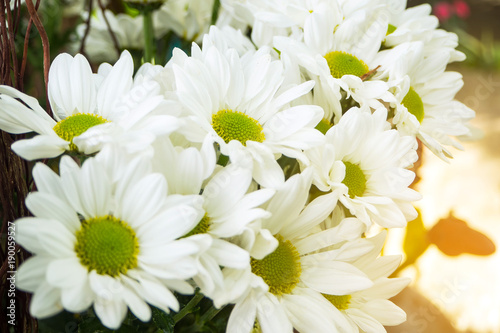 Chrysanthemum morifolium, Florist Chrysanthemum close up