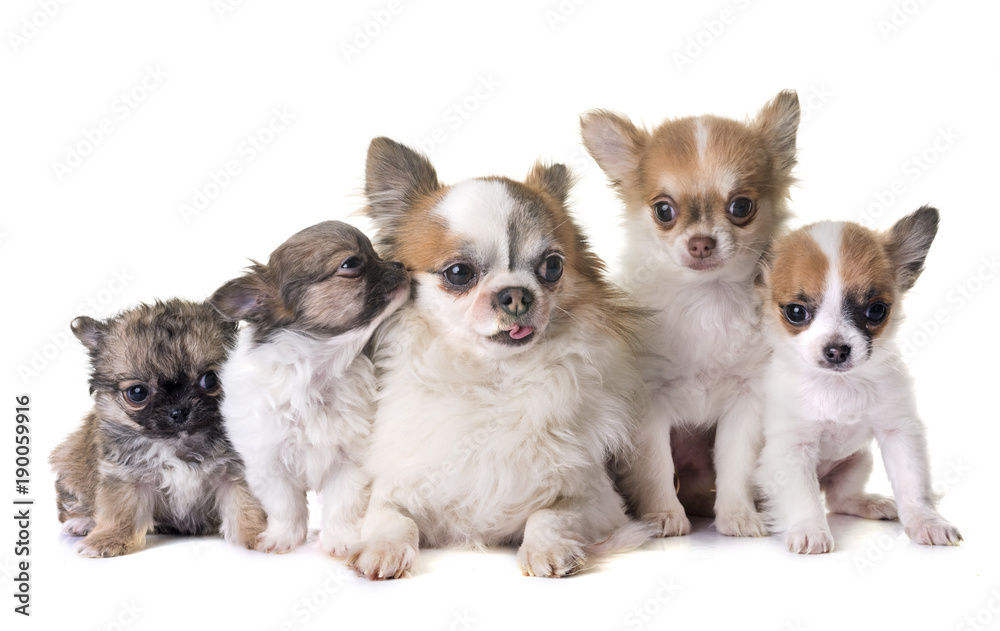 puppies chihuahua and adults