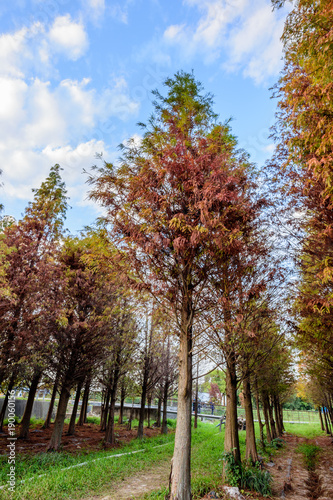 Colorful and beautiful winter taxodium distichum trees with blue sky in Taiwan Tainan Liujia 