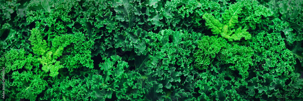 Fresh organic kale. Green background, healthy eating concept, vegetarian food. Copy space. Banner Fresh organic kale. Green background, healthy eating concept, vegetarian food. Copy space. Banner