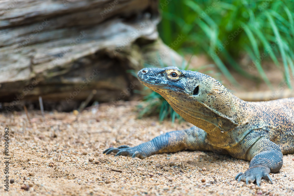 Close-up of a Komodo dragon with focus on eyes Close-up of a Komodo dragon with focus on eyes
