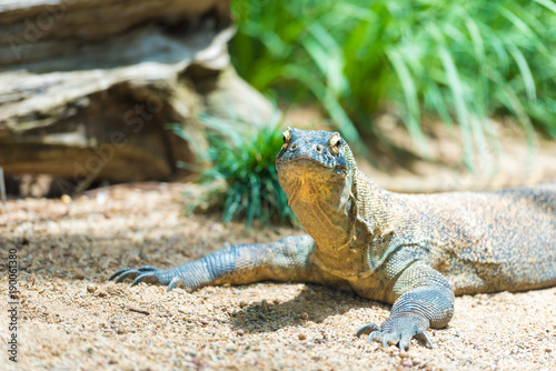 Close-up of a Komodo dragon with focus on eyes