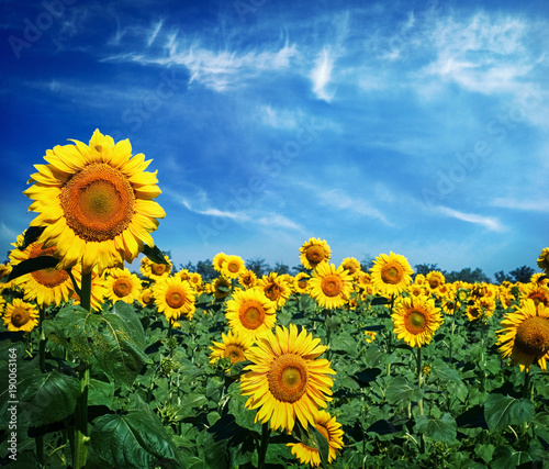 Beautiful landscape with sunflower field over cloudy blue sky and bright sun lights.