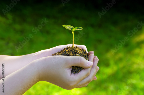 Young plant or seedling in the hands of a child. Plant or small tree ready for planting in the garden. Seedling growing in the ground in hands. Plant in side light and with green background.