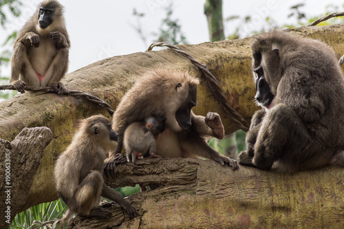 Drill family of baboons mandrel preening another, Dril Mandrillus leucophaeus Cercopithecidae photo