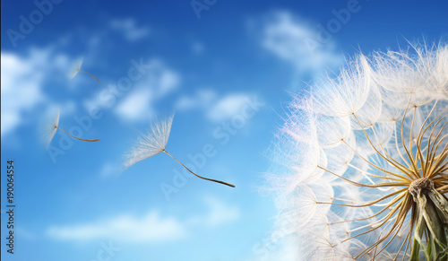 Fototapeta Naklejka Na Ścianę i Meble -  Flying Dandelion seeds in the morning sunlight blowing away in the wind across a blue sky.