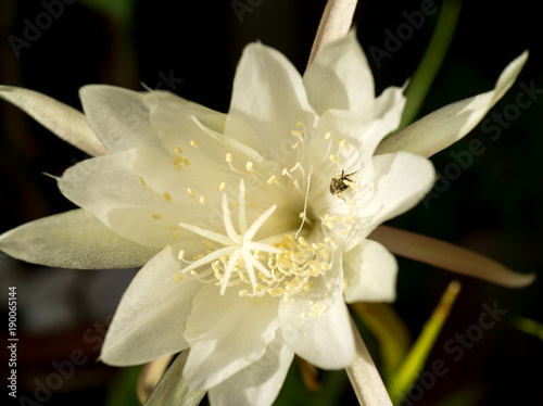 white flower Queen of Night Epiphyllum oxypetalum with a bee pollinating, nocturnal very fragrant flower blooms at night and wilts the next day. Nisagandhi bethlehem lilly cactus flower photo