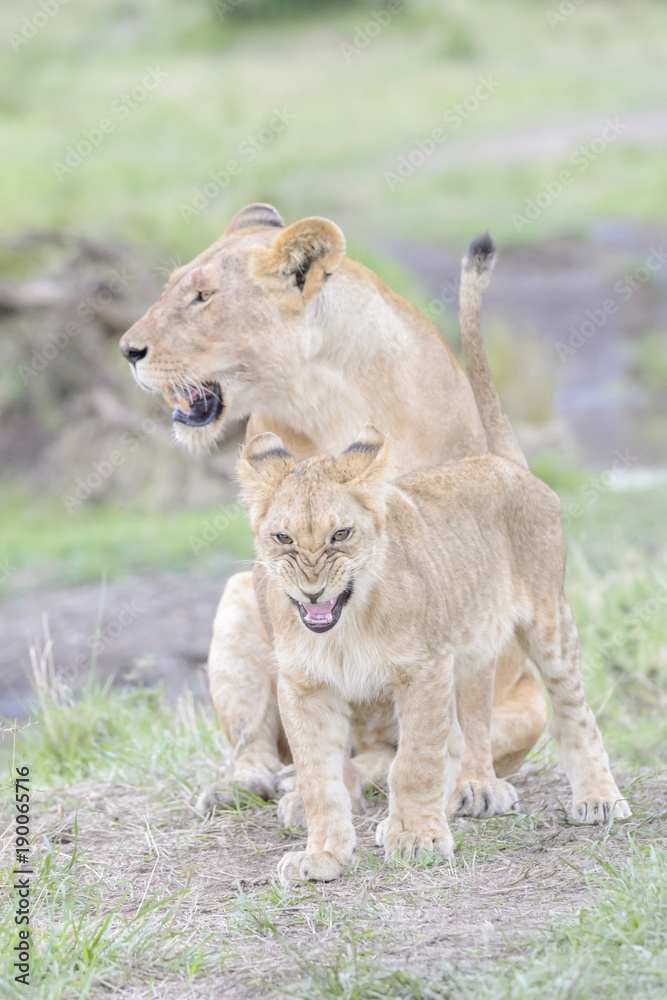 Young lion cub (Panthera leo) playing, Masai Mara national reserve, Kenya Young lion cub (Panthera leo) playing, Masai Mara national reserve, Kenya