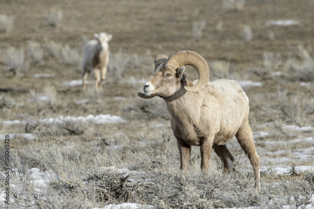 Naklejka premium Bighorn Sheep (Ovis canadensis) male, ram, in snow and sage during winter, National Elk refuge, Jackson, Wyoming, USA.