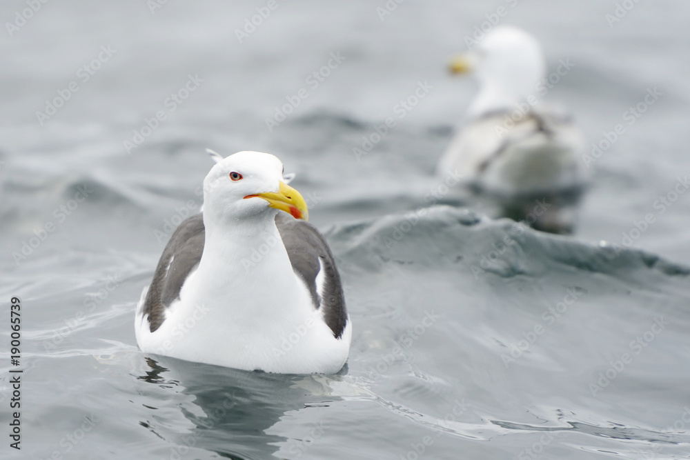 Lesser black-backed gull in water with a second one in background. Lesser black-backed gull in water with a second one in background.