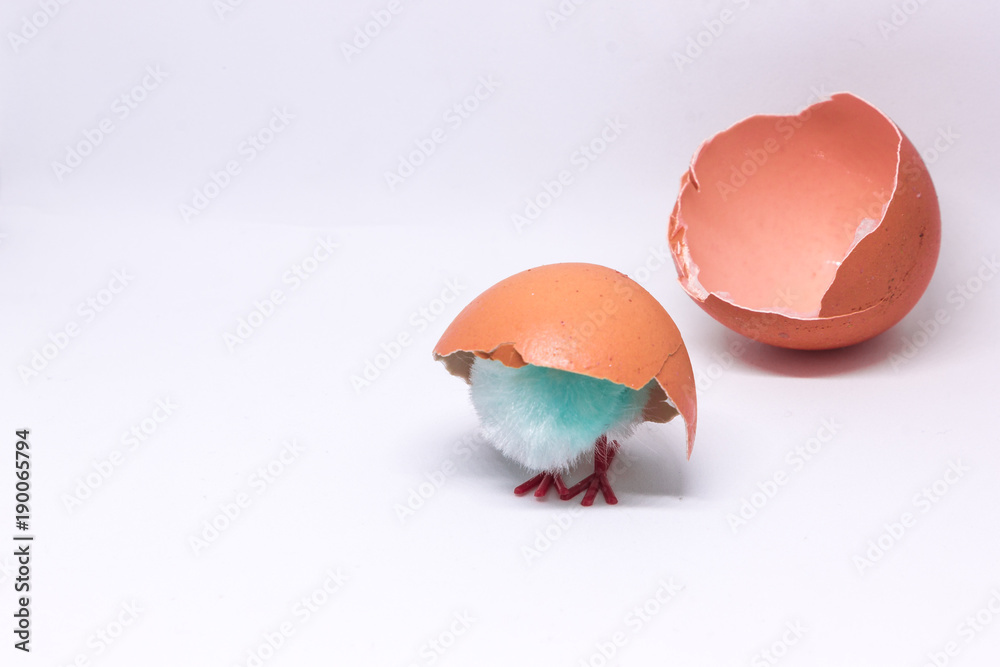 isolated blue chicken sitting in a shell on the background of a broken shell. concept of Easter isolated blue chicken sitting in a shell on the background of a broken shell. concept of Easter