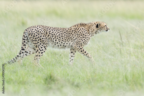 Cheetah (Acinonix jubatus) walking on savanna, Masai Mara, Kenya