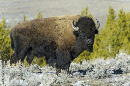 American Bison (Bison bison), 9Yellowstone National Park, Wyoming-Montana, USA